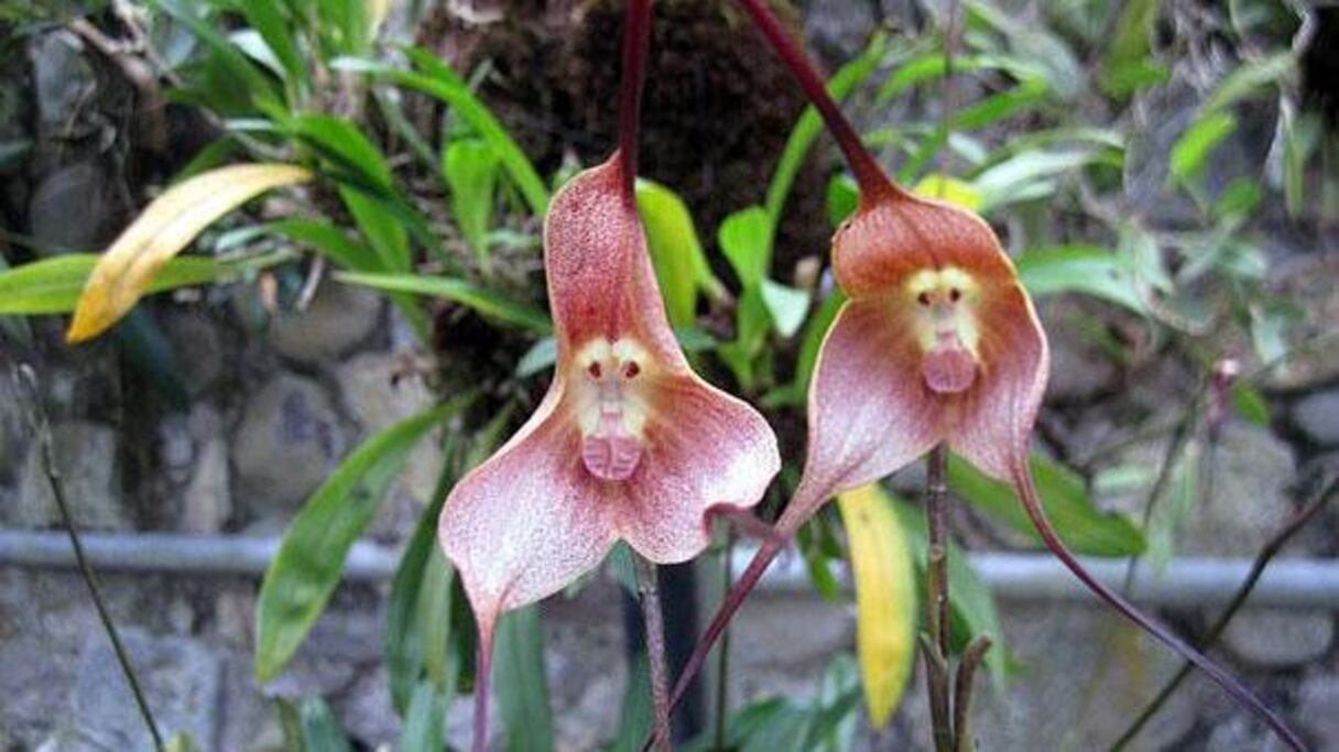 Dracula Simia: Des fleurs dont les pétales coiffent d'énigmatiques petits singes.
