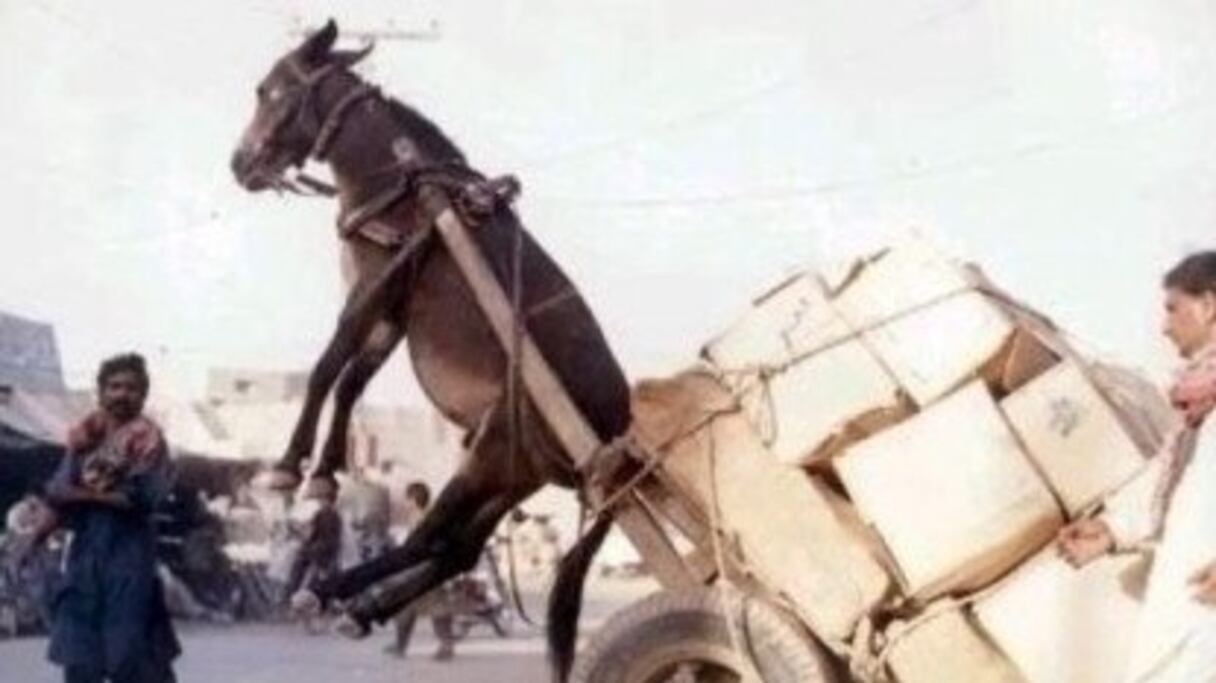 Sauf que les ânes, ils sont quand même souvent bien braves. Il faudrait qu'il lui pousse des ailes, à celui-là. Non mais sérieux, les gars, il faut toujours que vous voyiez trop grand! Heureusement que les ânes ne parlent pas. On en entendrait de belles!
