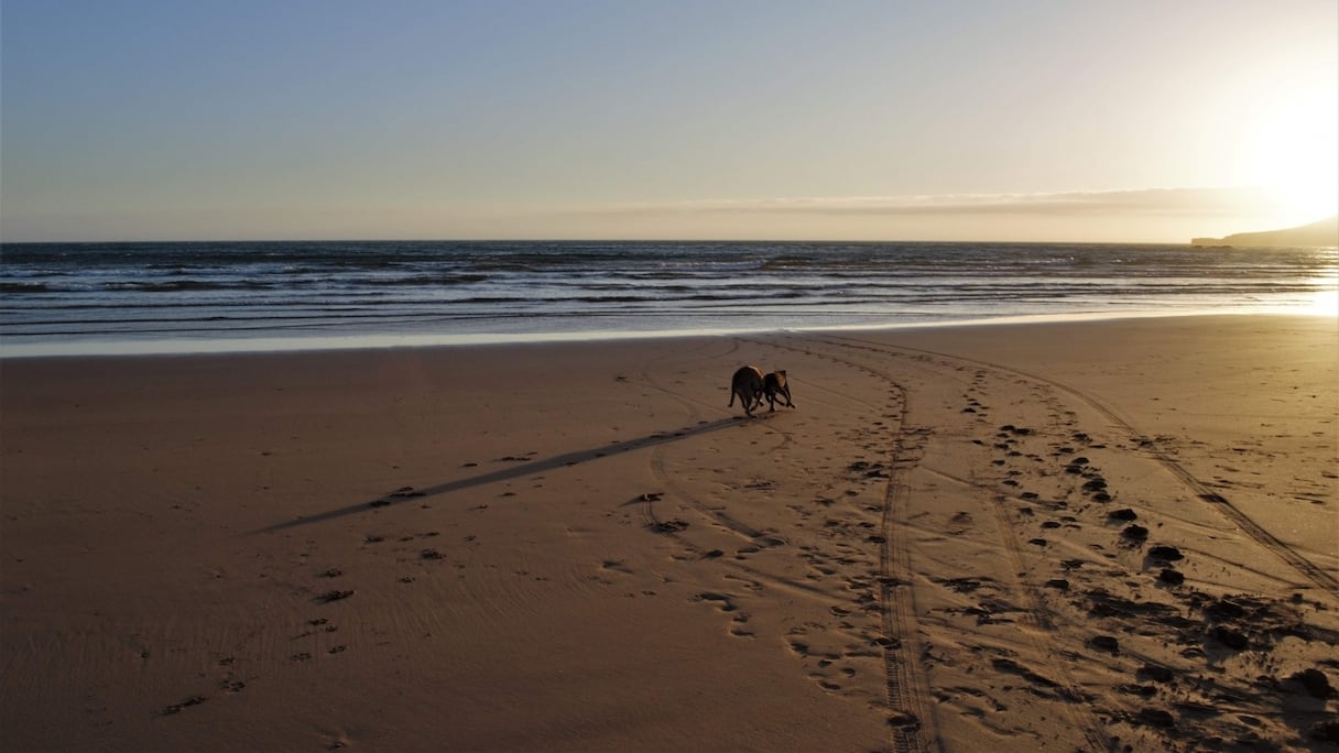 Chiens errant jouant sur la plage
