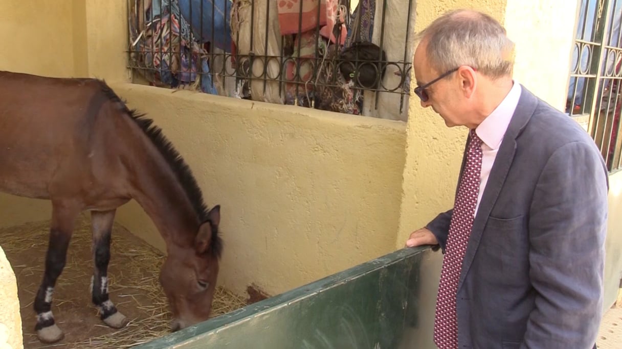 Le centre Scout- Fondouk américain pour l’hébergement et le soin des animaux de travail a été inauguré, jeudi 6 octobre 2022.
