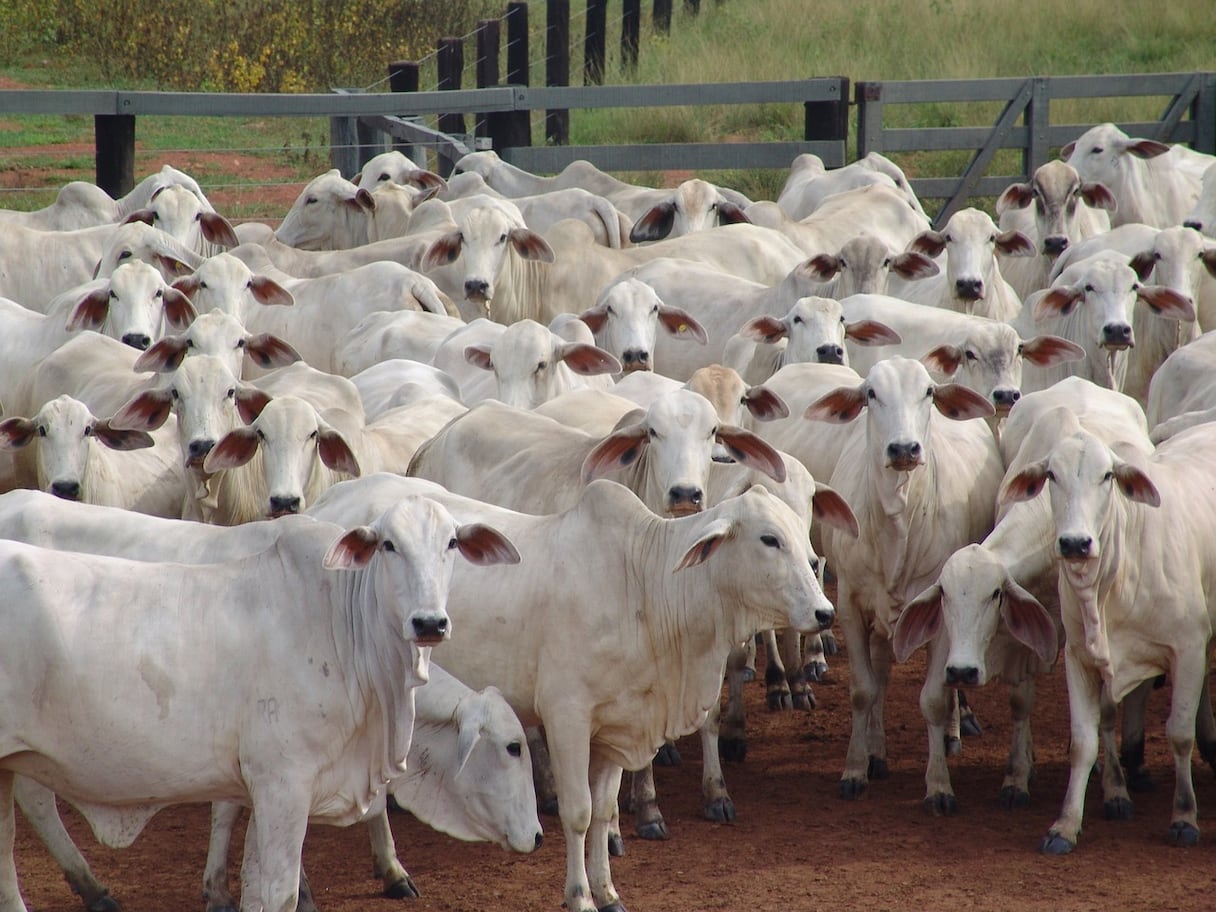 Des  vaches "Nelore" du Brésil.