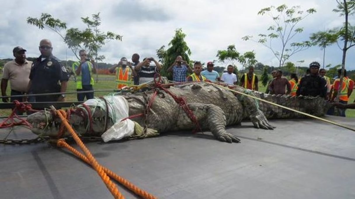 Crocodile panaméen géant
