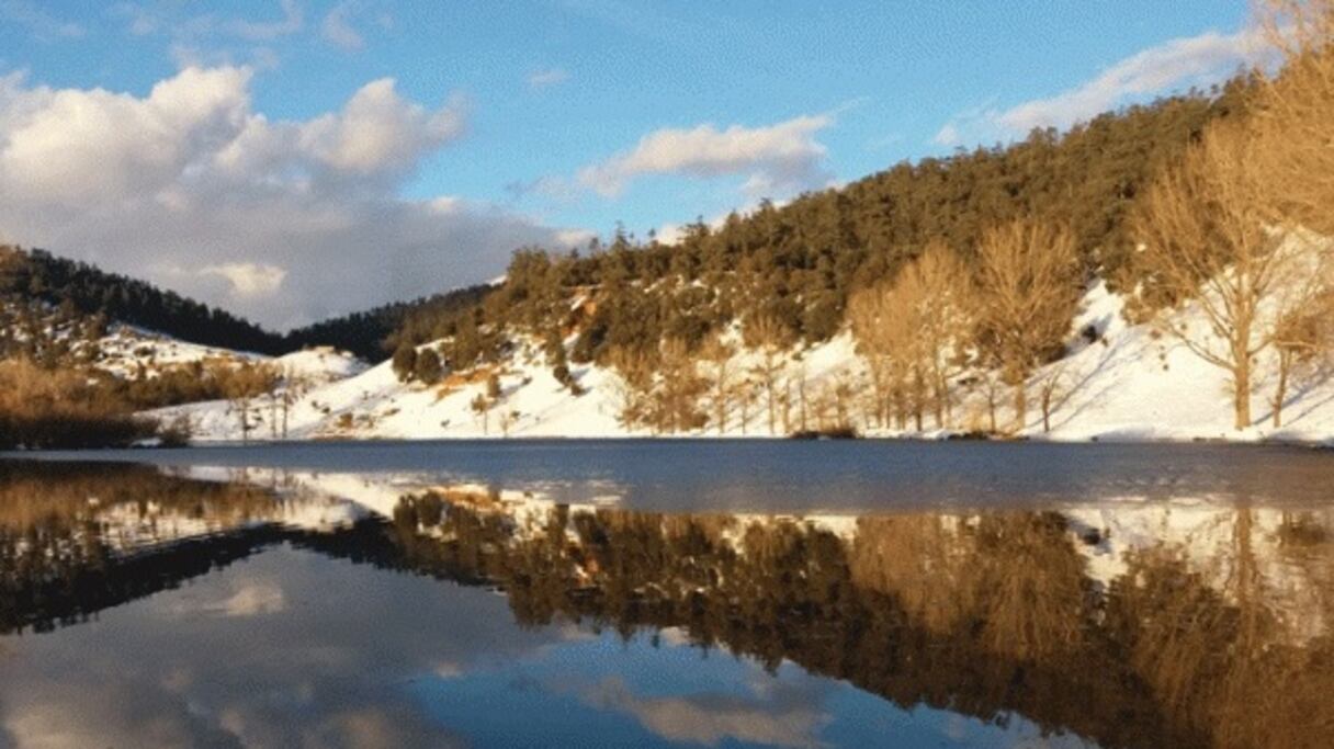 Cédraie du Moyen Atlas. Le Cèdre de l'Atlas (Cedrus atlantica) est un conifère de la famille des Pinaceae, autrefois considérée comme une sous-espèce du cèdre du Liban. 
