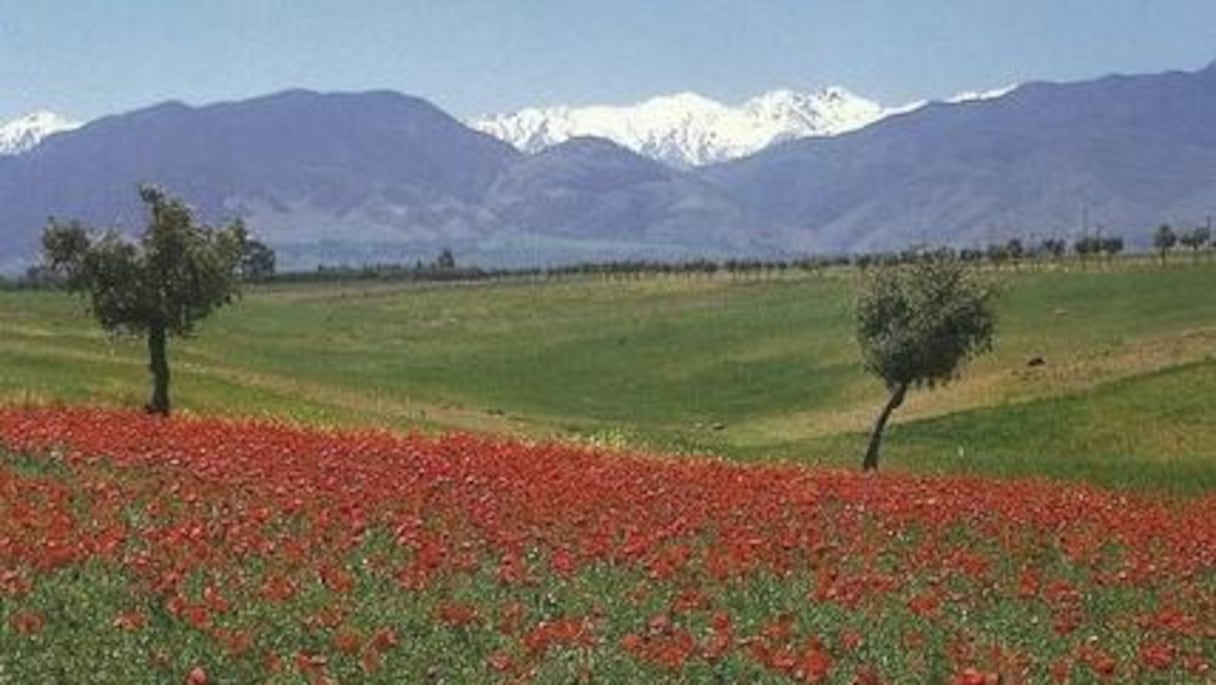 Splendeur de la vallée des coquelicots, aux croisées des saisons confondues.
