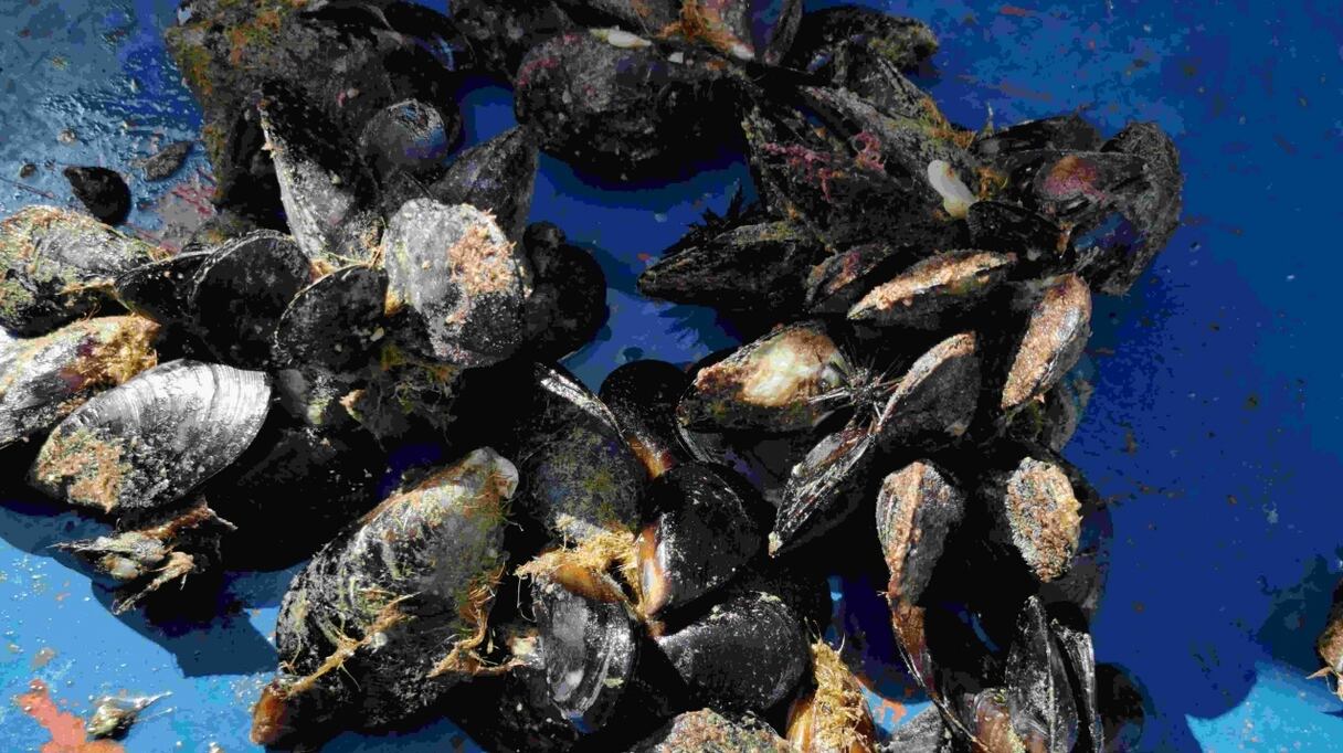 Moules de l’élevage de Ras El Ma. A terme, la ferme produira 400 tonnes de moules par an.
