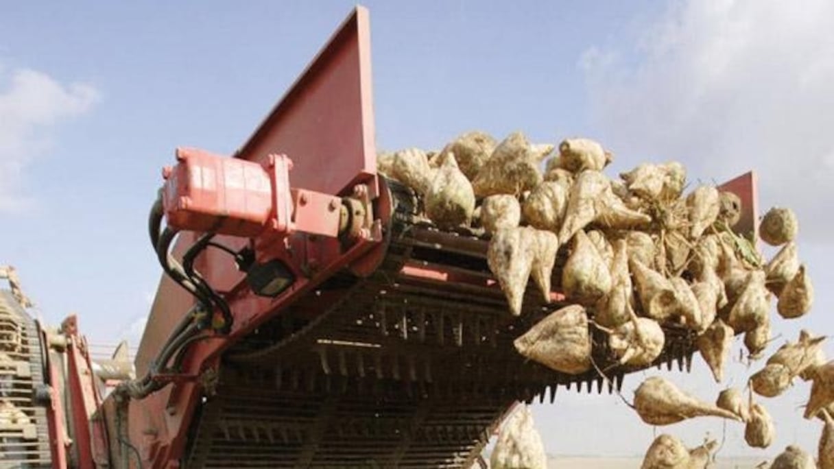 La betterave à sucre acheminée à l'usine par bande transporteuse.
