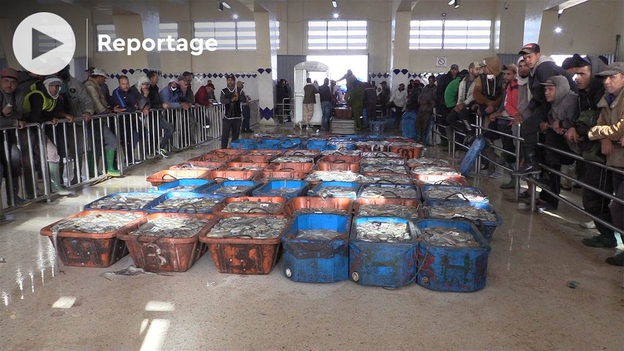 Le poulpe fraîchement pêché est vendu aux enchères au marché de Lassarga, près de Dakhla. 
