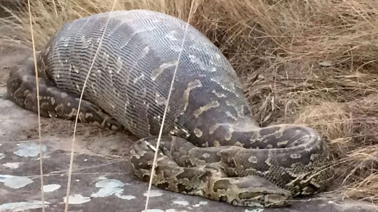 Les villageois ont découpé la peau du serpent et retrouvé à l'intérieur le jeune homme entier.
