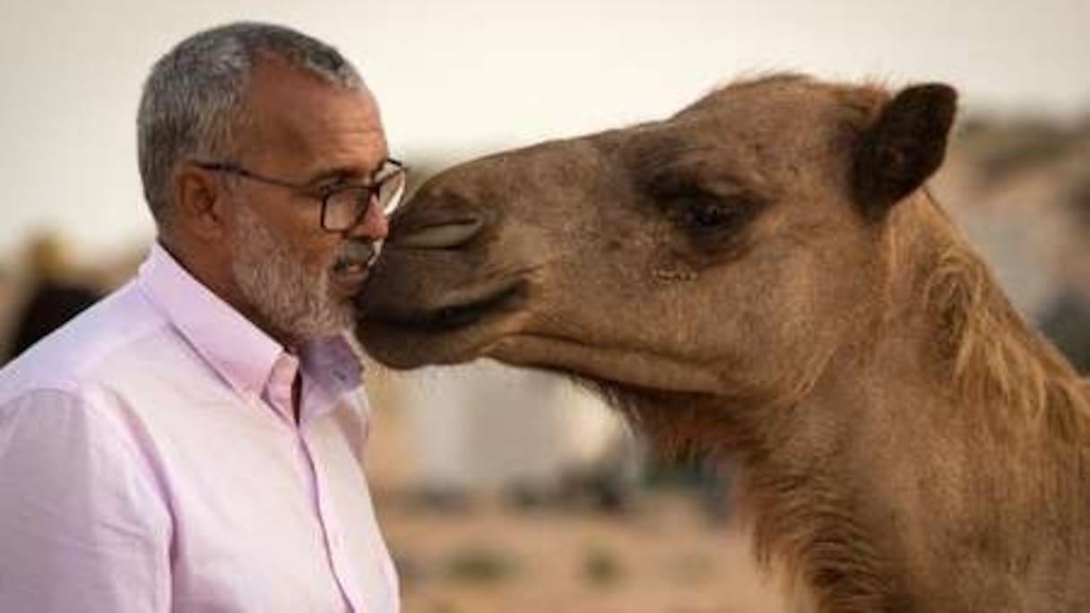 Habiboullah Dlimi, éleveur, avec l'un de ses dromadaires.
