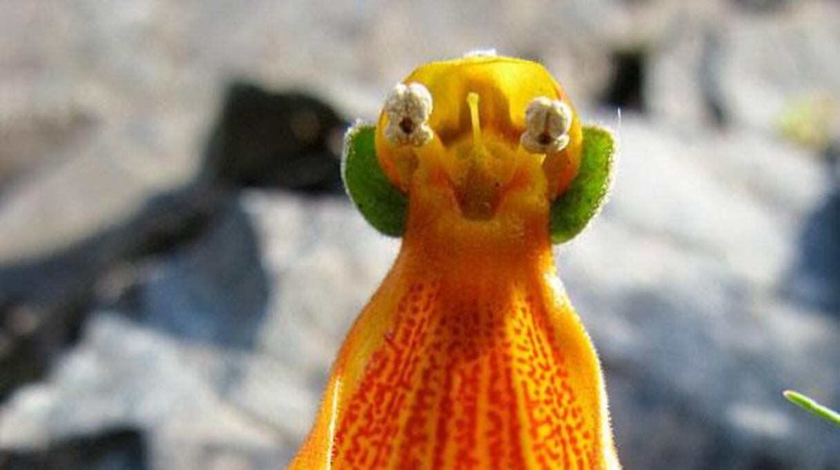 Calceolaria Uniflora: un drôle d'extraterrestre aux couleurs flamboyantes et à la joie communicative!
