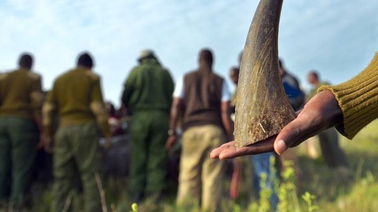 En 1960, 100.000 rhinocéros noirs vivaient en Afrique. En 2016, ils n'étaient que 28.000 rhinocéros toutes espèces confondues en Afrique et en Asie, selon un rapport de l'ONU.
