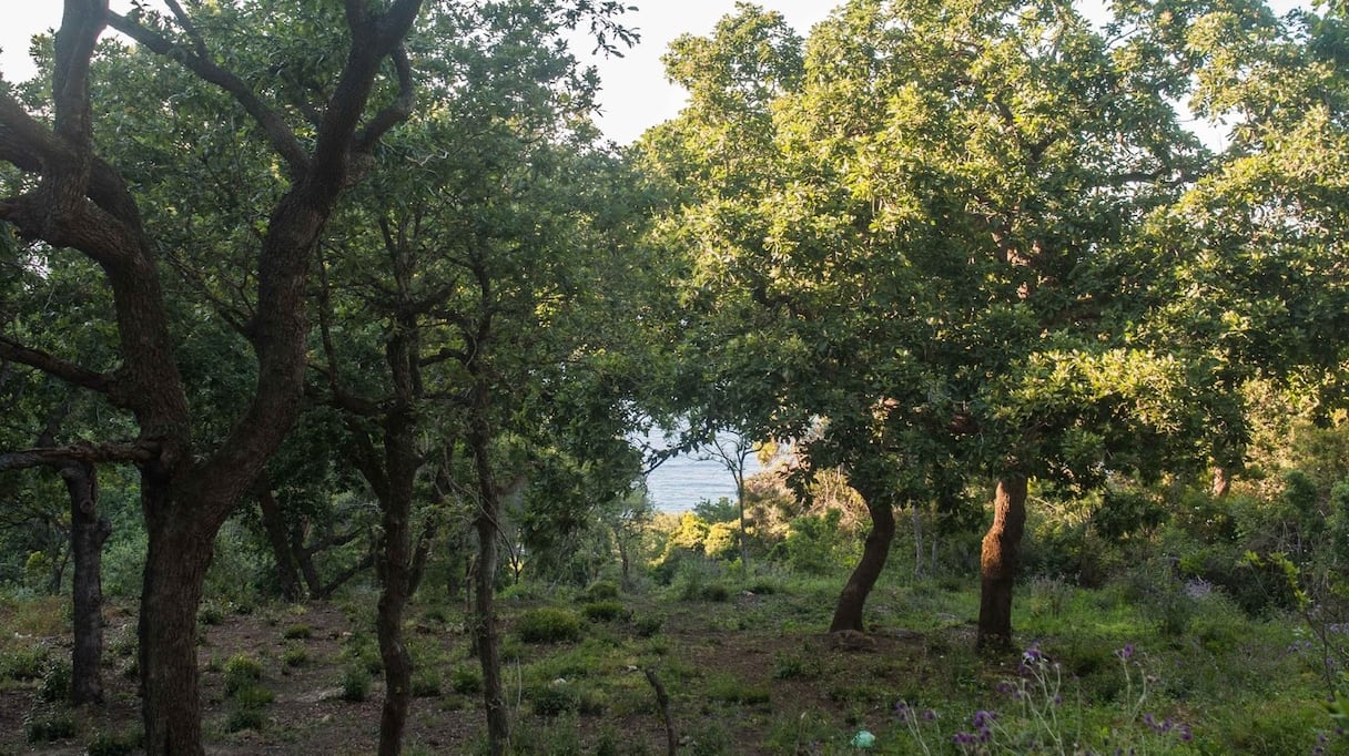 La forêt de R'Milat, à Tanger.
