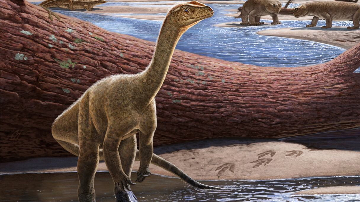 Le Mbiresaurus raathi appartient à l'espèce sauropodomorphe, la même lignée qui comprendra plus tard des dinosaures géants à long cou.
