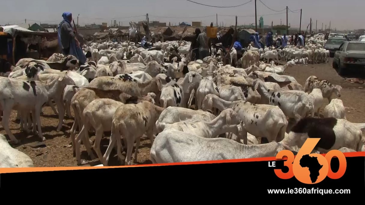 Les moutons de l'Aïd attendent preneurs. 
