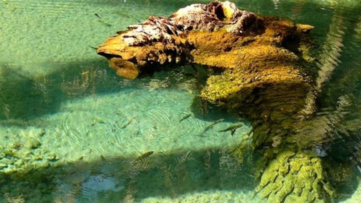 La source des poissons sacrés de Tinghir.
