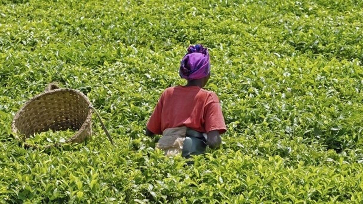 En Afrique, la sous-alimentation est passée de 21% à 23% environ entre 2015 et 2016.
