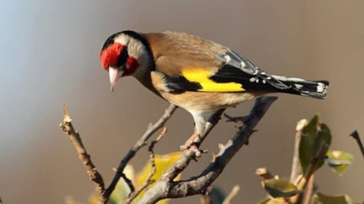 Chardonneret doré (Carduelis carduelis).
