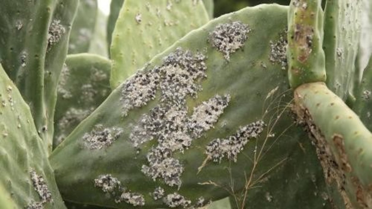 Des plantations de figues de barbarie infestées de cochenilles. 
