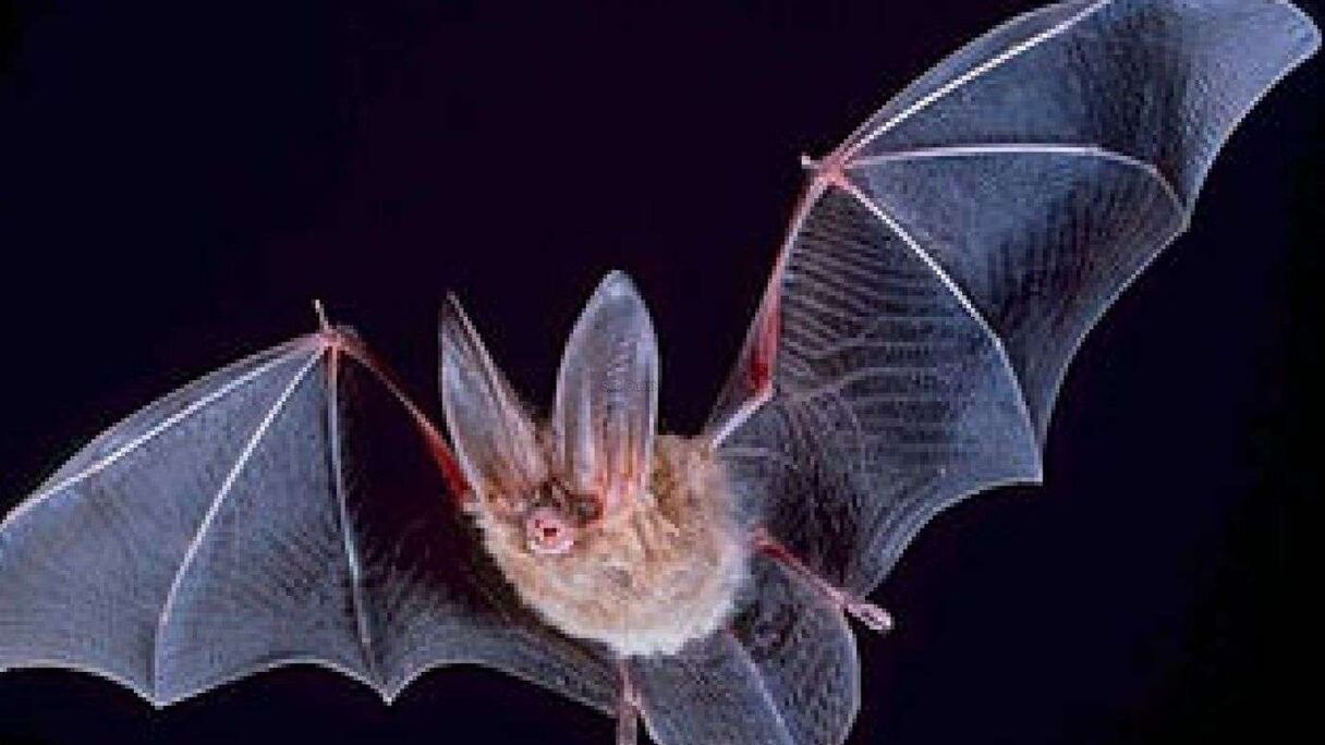 "Myotis zenatius" est une espèce de chauve-souris "extrêmement rare et vulnérable", qui a été découverte dans les montagnes du Maroc et de l'Algérie. 
