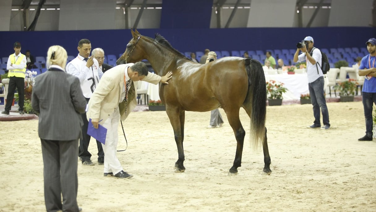 Le pur-sang arabe est à l'honneur pour la 6ème édition du Salon du cheval d'el Jadida, où les visiteurs ont de même pu découvrir des étalons barbes, anglais, et anglo-arabes. 
