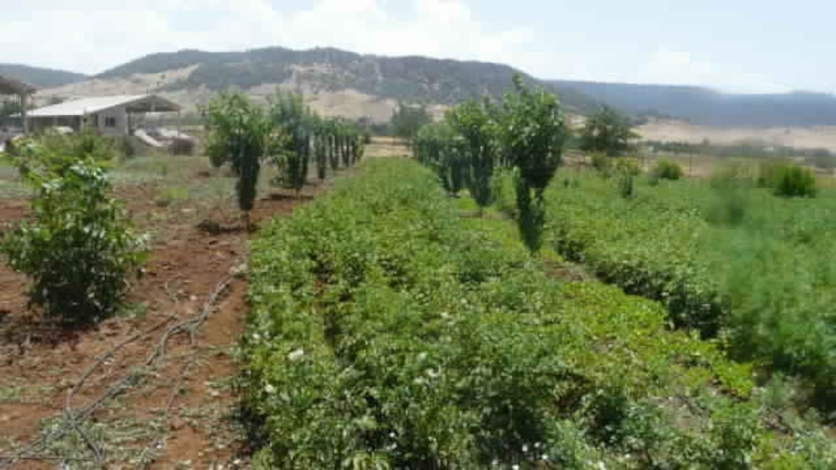 Azrou : verger bio de la Ferme Lahrizi
