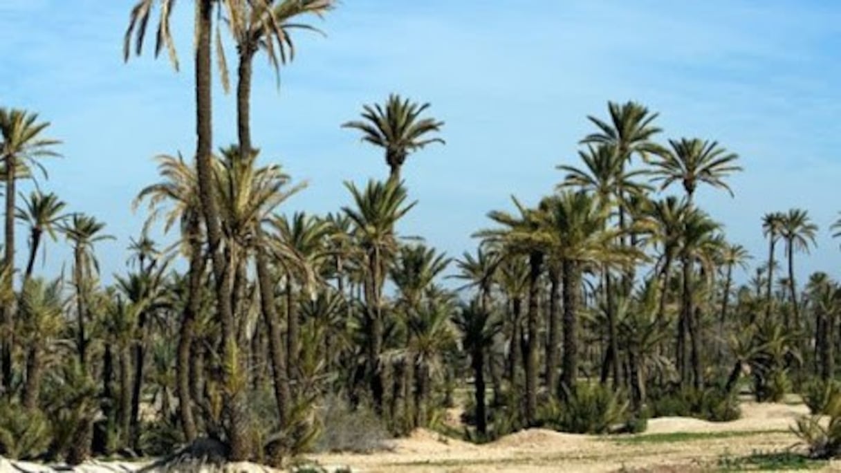 La Palmeraie, à Marrakech. Plantée sous les Almoravides (XIe-XIIe siècle), d'une superficie de 13.000 hectares, 150.000 d'entre ses palmiers étaient autrefois irrigués par des "khettaras", le réseau d'irrigation séculaire des palmeraies marocaines. 
