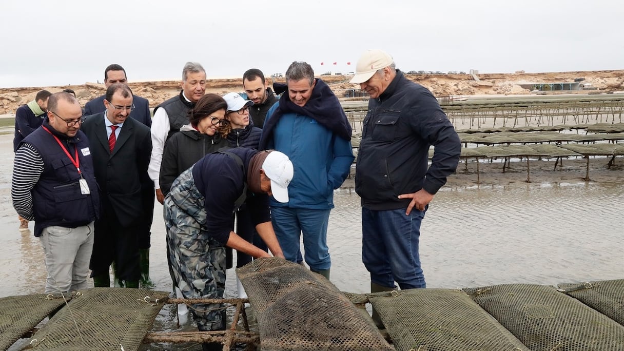 Lors de visites de projets d'investissement privé dans l'aquaculture effectués par Akhannouch à Dakhla.
