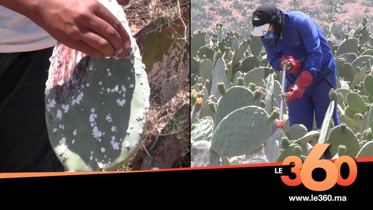 Les figues de barbarie infestées de cochenilles à Rhamma, dans la région de Guelmim-Oued Noun. 
