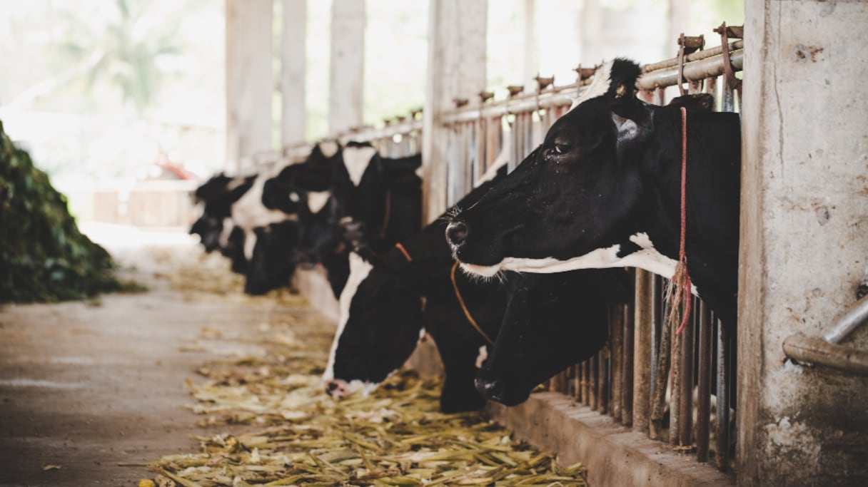 Des vaches Holstein broutent du foin, parquées dans une étable. 
