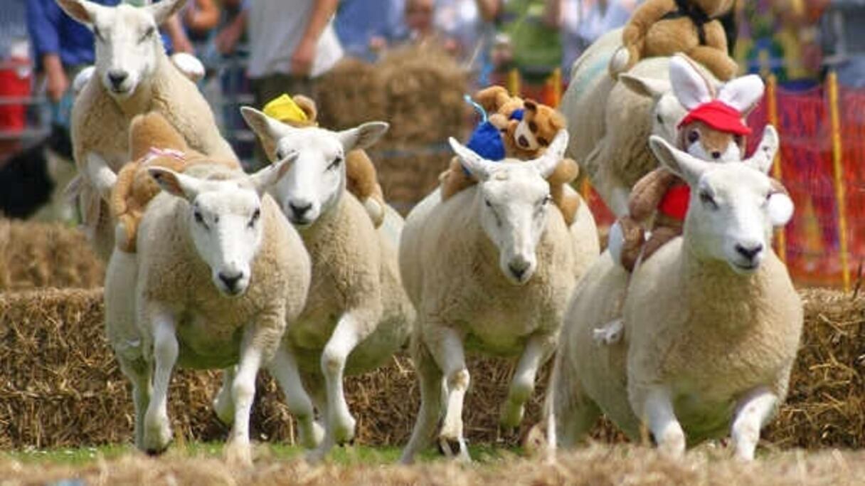 Une course de moutons dans une île anglo-normande. 
