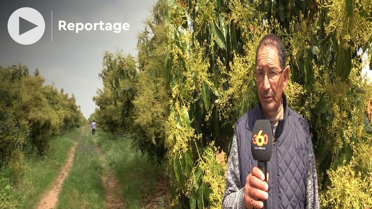 Plusieurs agriculteurs des environs de Larache se sont reconvertis avec succès dans la culture d'avocats, dont l'arbre est peu gourmand en eau. 
