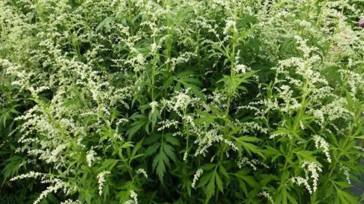 Plants d'Artemisia annua en fleur. 
