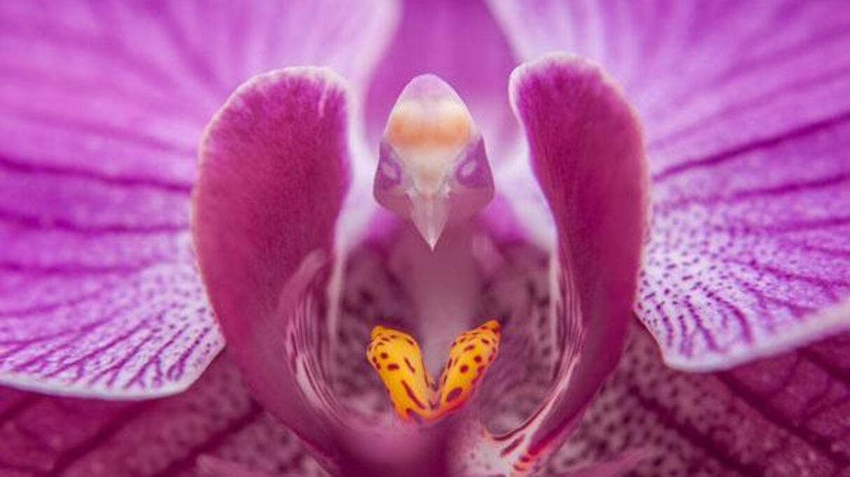 Phalaenopsis: quand les plus beaux des oiseaux éclosent dans la terre.
