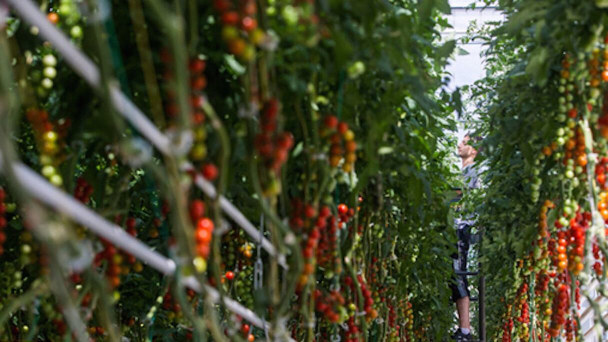 Tomates-cerises en grappes, cultivées sous serre. 
