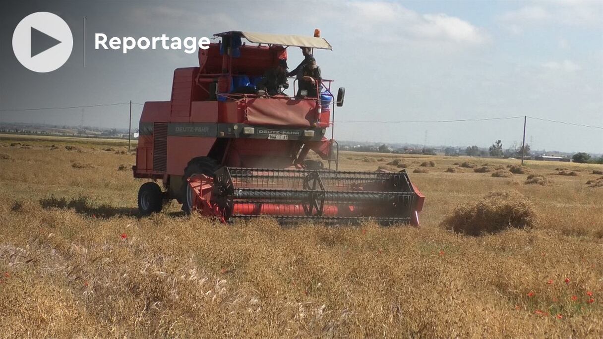 En ce mois d'avril 2021, les agriculteurs s’activent à la récolte des céréales et des plantes à graines dans la région de Settat.

