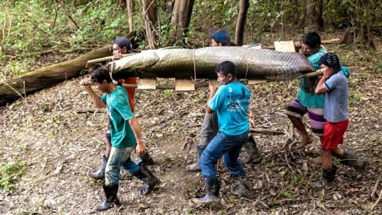 Le pirarucu, de son nom scientifique Arapaima gigas est aussi appelé "morue d'Amazonie". 
