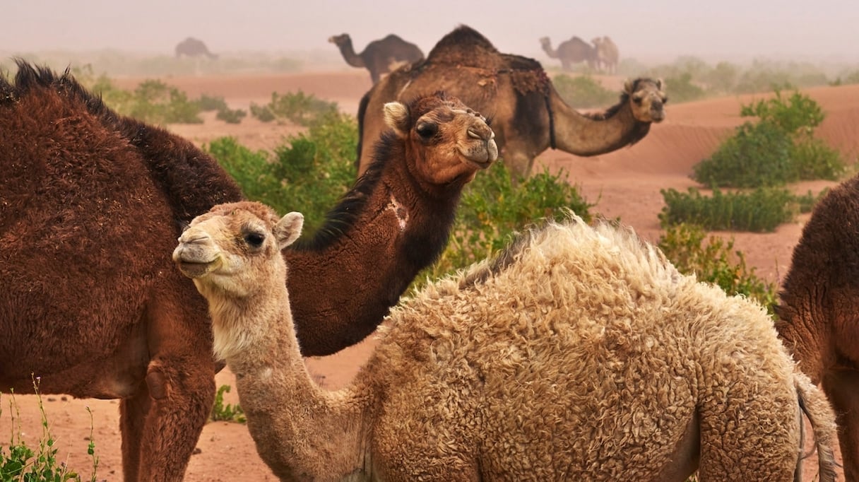 Les dromadaires de la vallée du Drâa.
