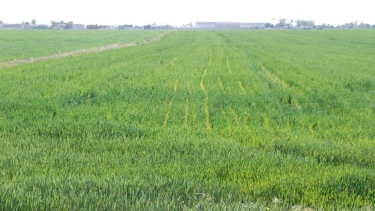 Champ de blé, plaines de la Chaouia. La production céréalière marocaine varie d'une année à l'autre en fonction des contraintes météorologiques, mais son impact, depuis les années 2000, n'est que d'un ou deux points de croissance sur le PIB du pays. 
