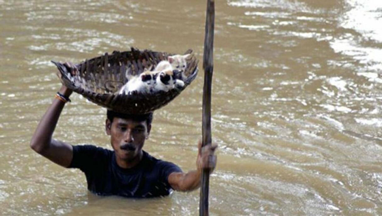 Emouvant sauvetage de chatons durant une inondation. 
