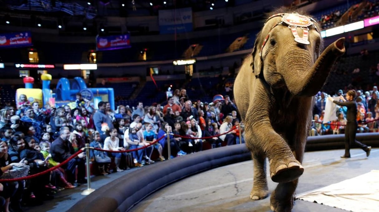 Un éléphant sur la piste du cirque Barnum le 29 avril 2016. 
