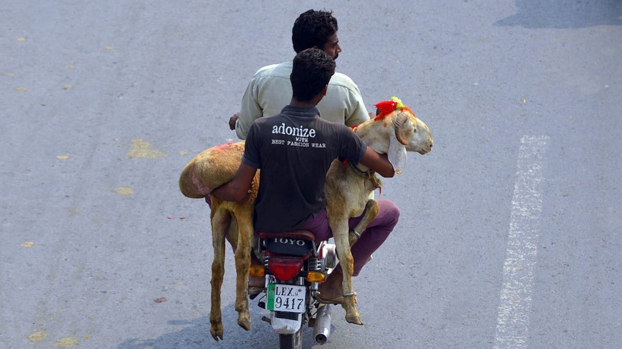 Au Pakistan aussi, tous les moyens sont bons pour transporter sa chèvre ou son mouton à l'occasion de la fête du sacrifice.