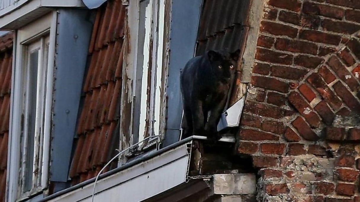 La panthère volée a zoo de Maubeuge sur les toits à Armentières dans le nord de la France.
