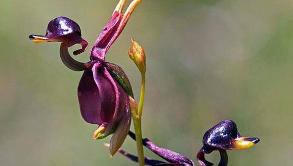 Caleana Major: les canards au plumage violine se tournent le dos et semblent se bouder. Ou peut-être veillent-ils simplement sur les lieux?
