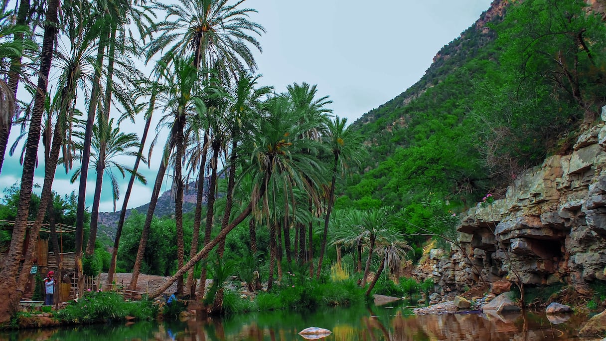 Vallée du Paradis, près de l'oued Tamraght (derniers contreforts du Haut Atlas). Ce lieu touristique, fréquenté pour ses bassins rocheux et ses cascades, est une oasis qui devient un refuge, l'hiver, d'oiseaux comme le chevalier guignette, le chevalier cul-blanc ou le martin-pêcheur. 
