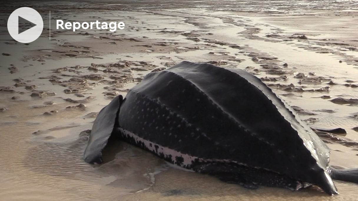 Une tortue marine sur la plage de Lahraigua.
