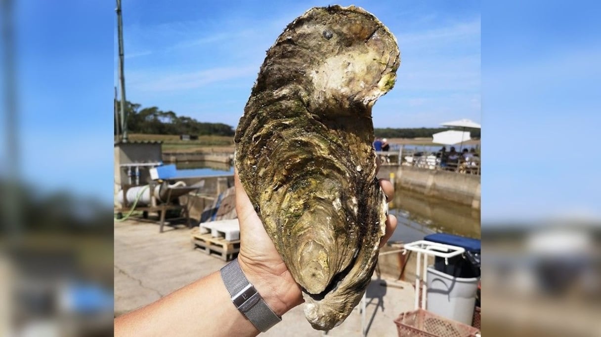 Georgette une huitre de 1,4 kg découverte en Vendée
