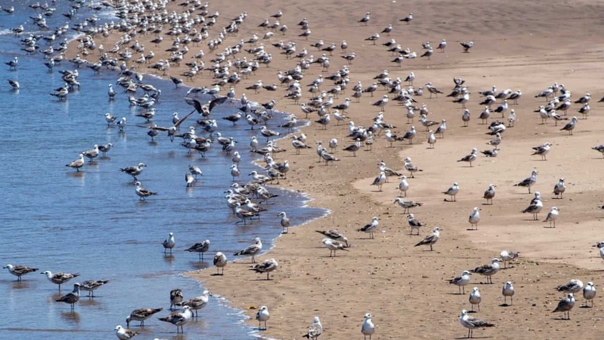 Une plage déserte dans la région de Rabat à cause du coronavirus.
