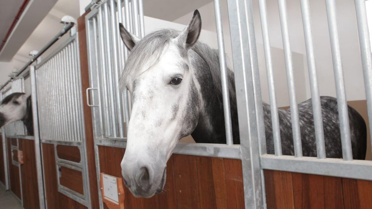 Dans les écuries du Haras.
