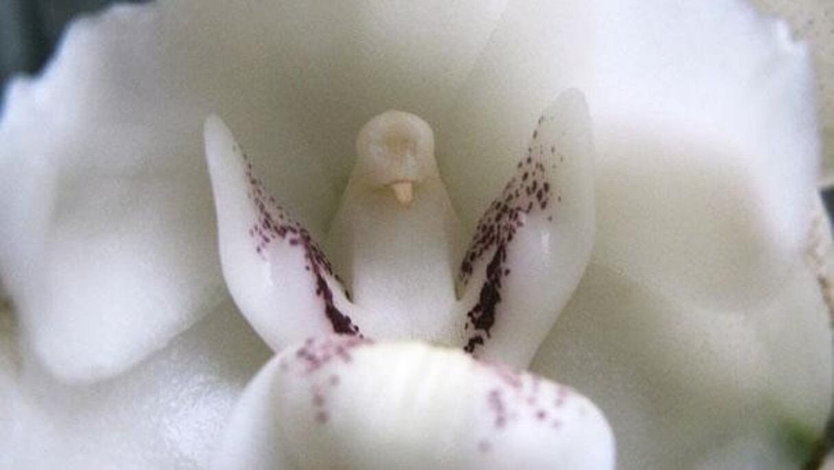 Peristeria Elata: un bébé oiseau qui ne veut pas être en reste et s'essaie déjà à la danse classique!
