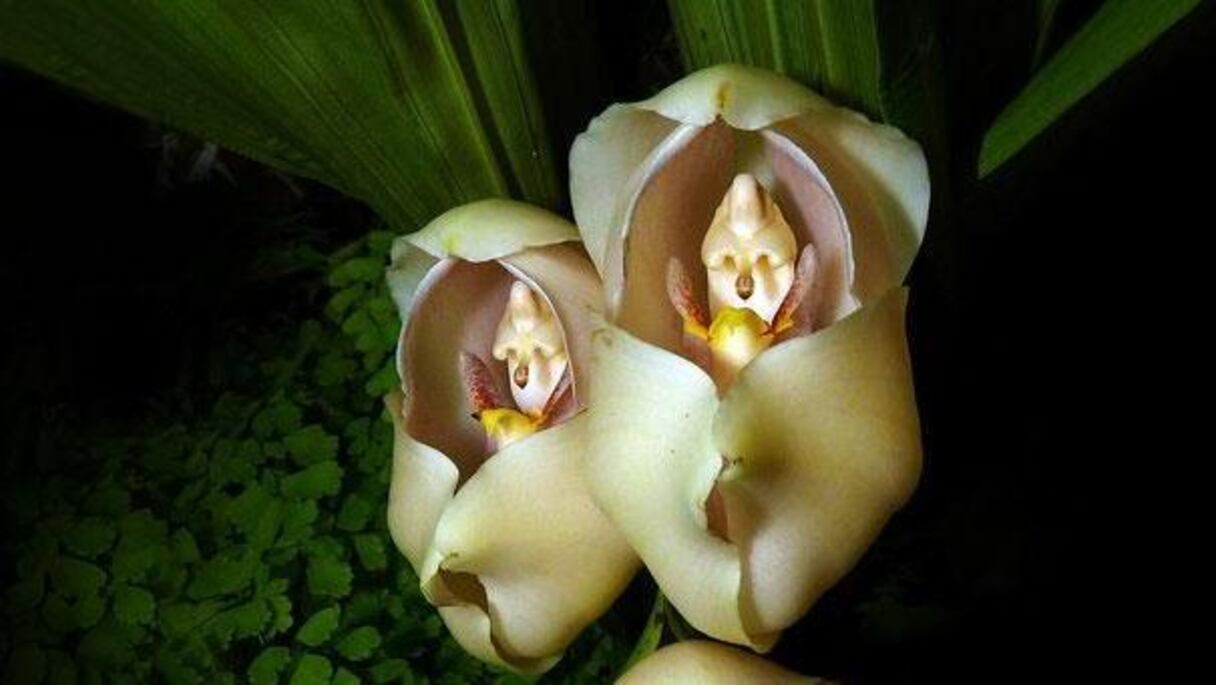 Anguloa Uniflora: douce et fragile beauté de ces fleurs dont les pétales, dessinant les lignes d'un couffin, se replient sur des bébés qui semblent tranquillement goûter au sommeil, au creux d'une rassurante étreinte.
